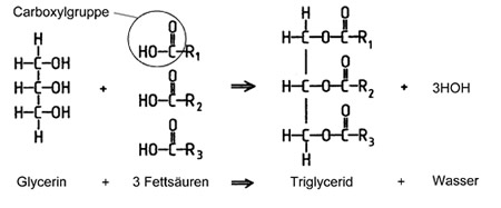 Bildung eines Fettmolekls