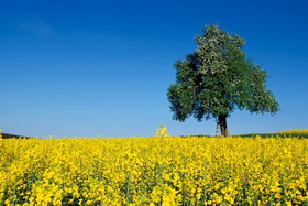 Biofuel - Rape oil field