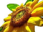 Sonnenblume - Sonnenblumen�l